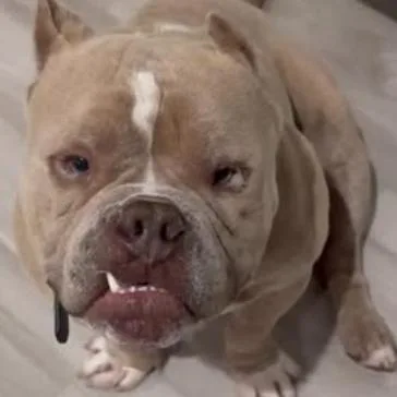 An adult medium-sized male Yellow / Tan / Blond / Fawn American Bully dog named Ralph for adoption in Riverside, CA