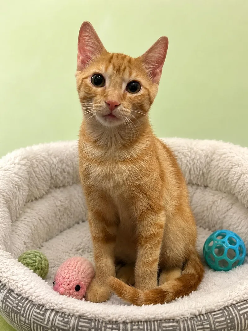 A baby medium-sized male Orange / Red Domestic Short Hair cat named Biscuits for adoption in Plano, TX