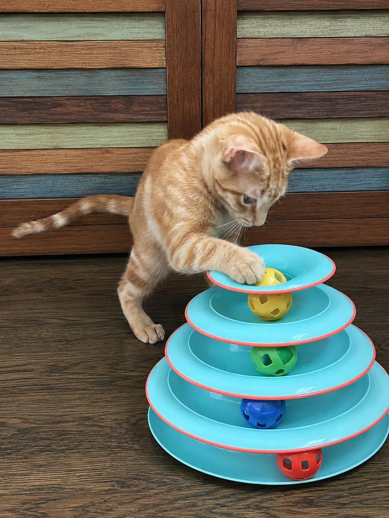 Biscuits thumbnail 3