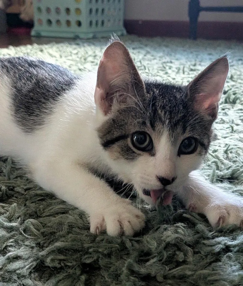 A baby medium-sized female Domestic Short Hair cat named Lemon for adoption in Walled Lake, MI