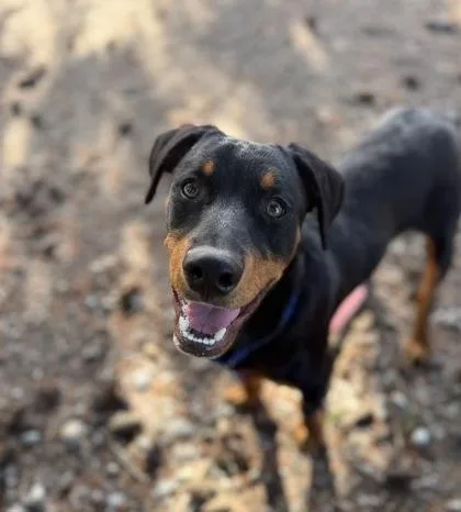 A baby large-sized male Rottweiler dog named Dusk aka Dusty for adoption in Burlington, WA