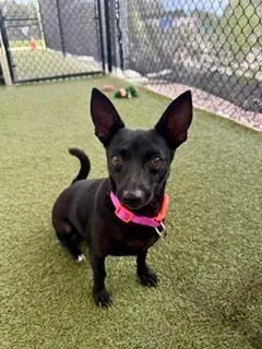 An adult small-sized female Black Chihuahua dog named Cheeweewee for adoption in Winter Haven, FL