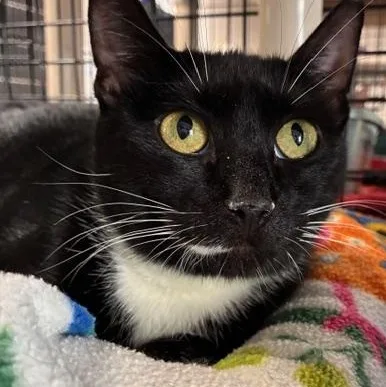 A young medium-sized female Black & White / Tuxedo Domestic Short Hair cat named Contessa for adoption in Stanhope, NJ