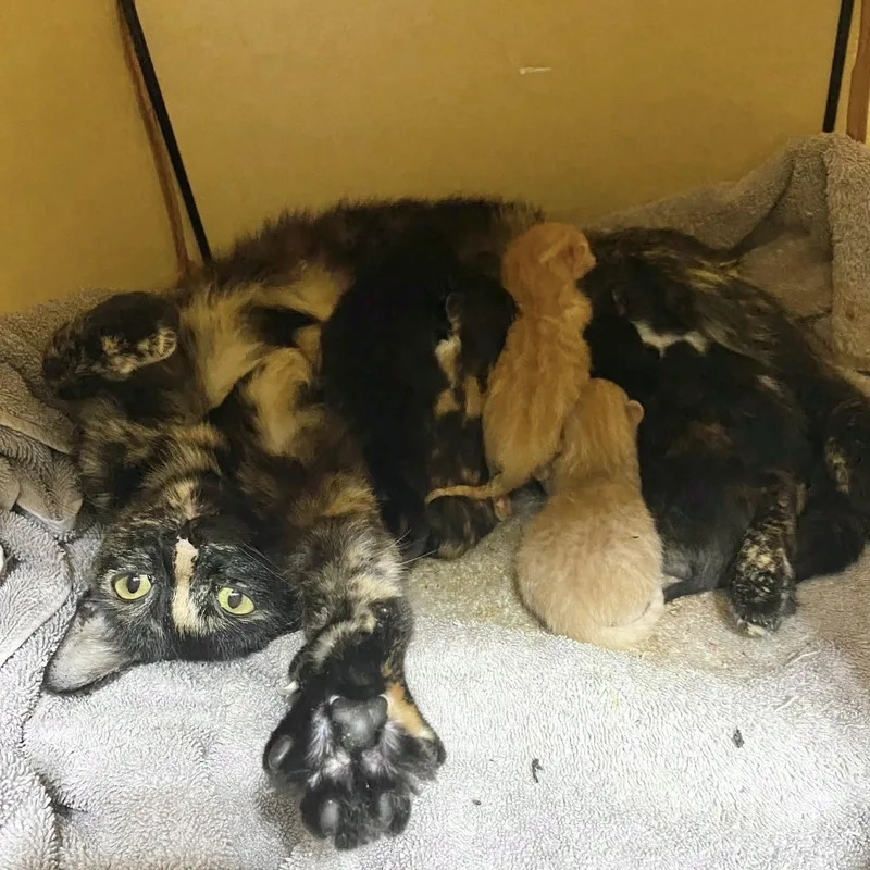 A young small-sized female Tortoiseshell cat named Mama Ru for adoption in Collierville, TN