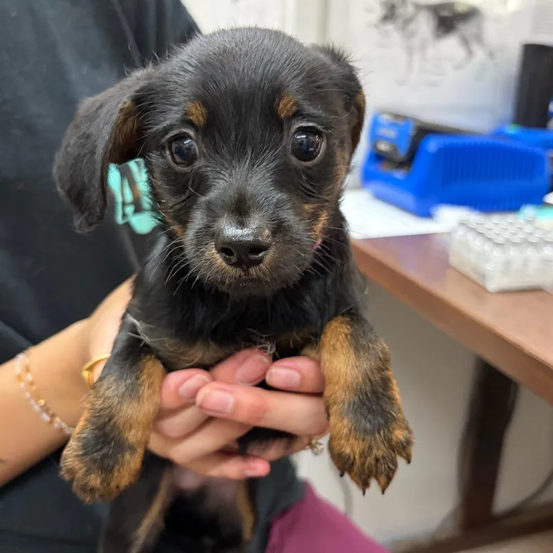 A baby small-sized female Chihuahua dog named Jolly for adoption in Ardmore, OK