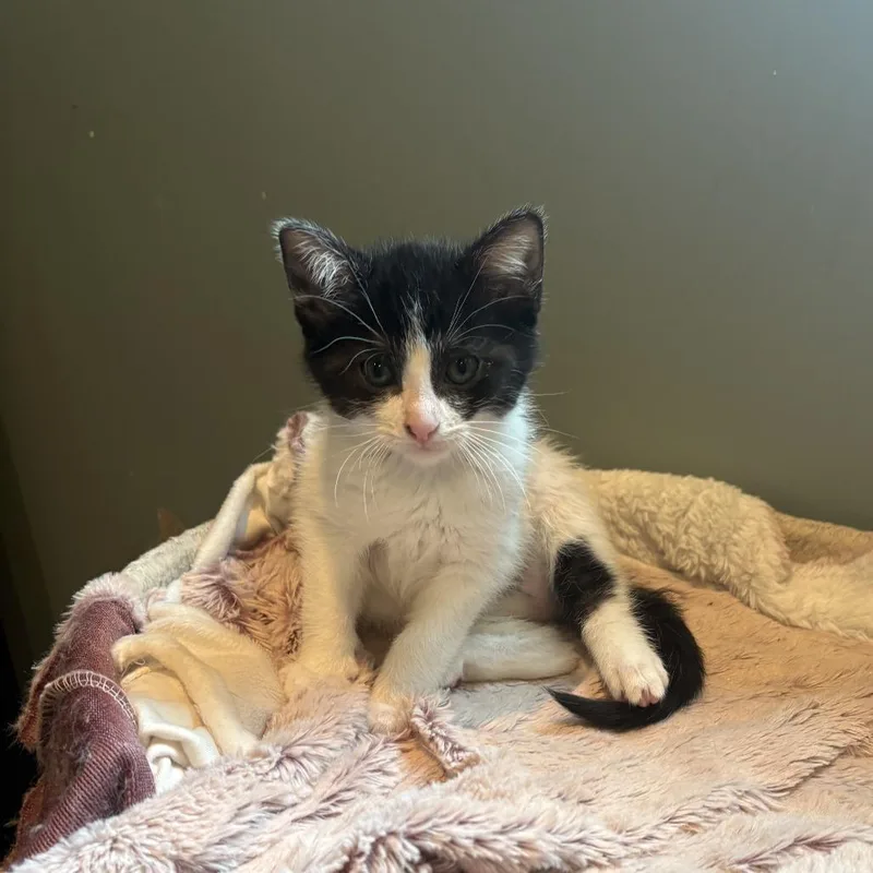 A baby small-sized female Black Domestic Short Hair cat named Gamora for adoption in Chaska, MN