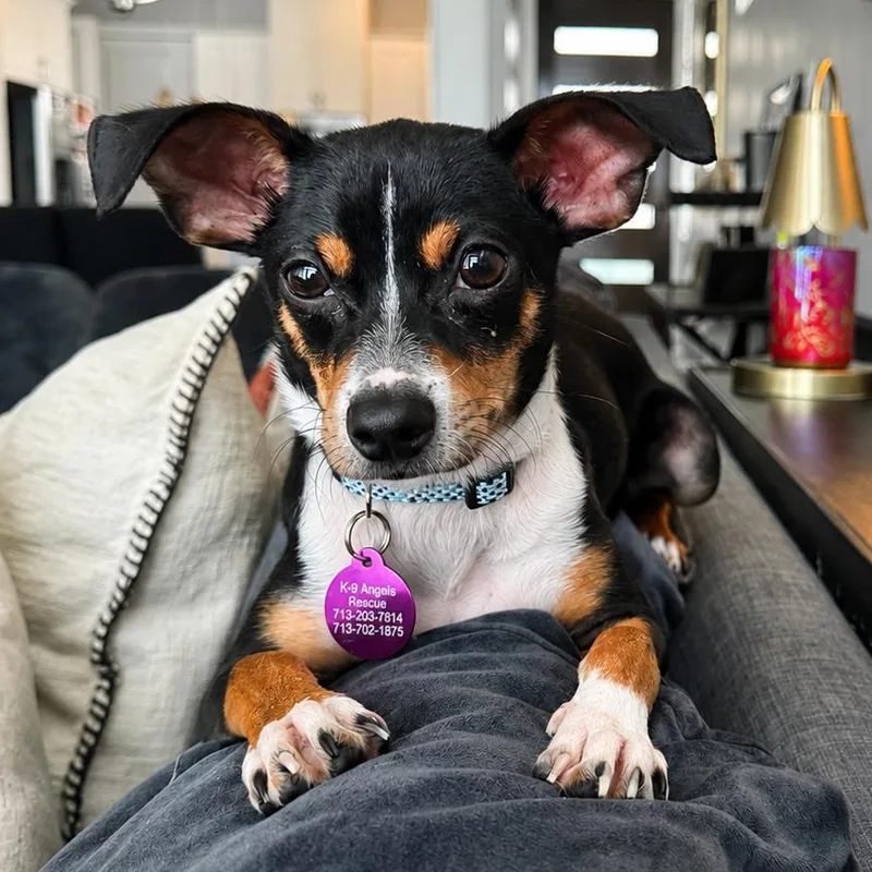 A baby small-sized female Black Rat Terrier dog named Winnie for adoption in Houston, TX