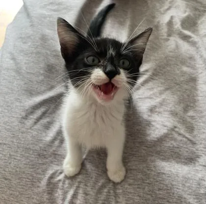 A baby small-sized male Domestic Short Hair cat named Bundtini for adoption in Fort Worth, TX