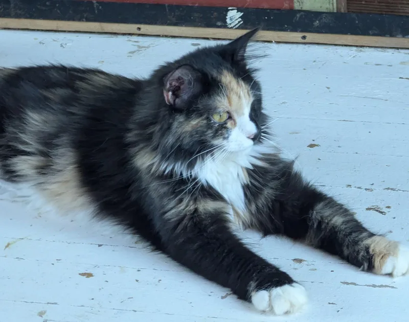 A young large-sized female Calico cat named Massie for adoption in Waterloo, IA