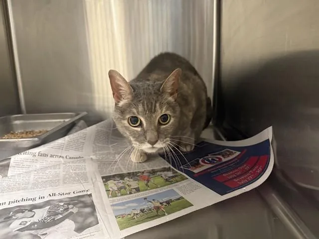 A senior small-sized female Domestic Short Hair cat named Bella for adoption in Garland, TX