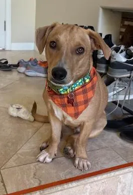 An adult medium-sized male Basset Hound dog named Chance for adoption in San Diego, CA