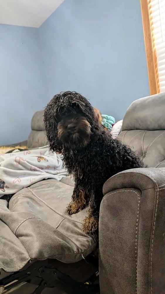 A baby small-sized male Tricolor (Brown, Black, & White) Cockapoo dog named Rudy for adoption in Amherst, NY