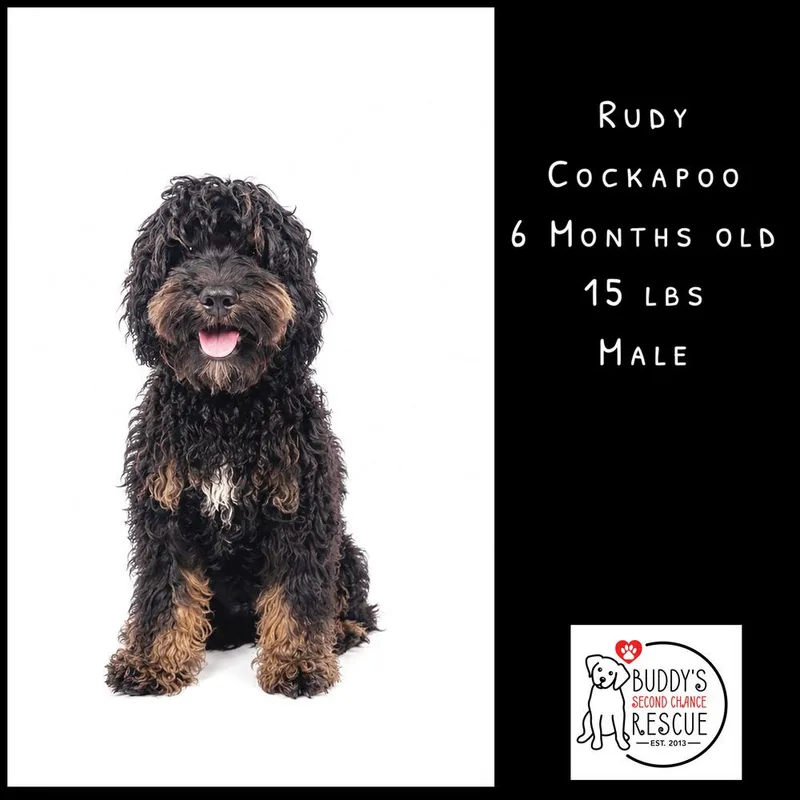 Rudy thumbnail 6