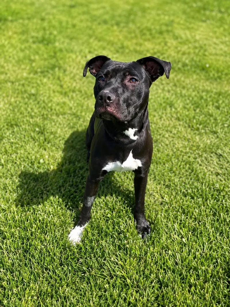 An adult medium-sized female Black American Staffordshire Terrier dog named Stella for adoption in Wooster, OH