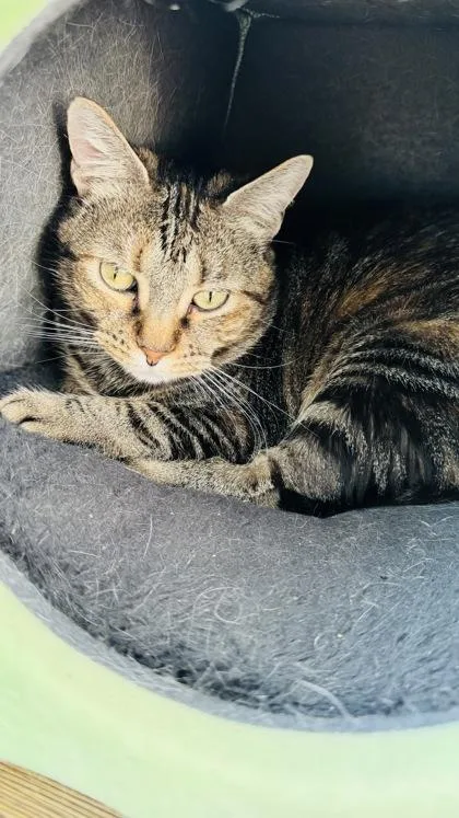 An adult large-sized female Domestic Short Hair cat named Toffee for adoption in McKinney, TX