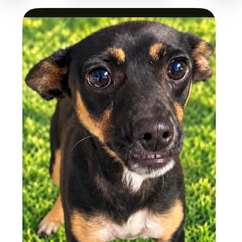 A young small-sized male Black Chihuahua dog named Peanut for adoption in Grand Junction, CO