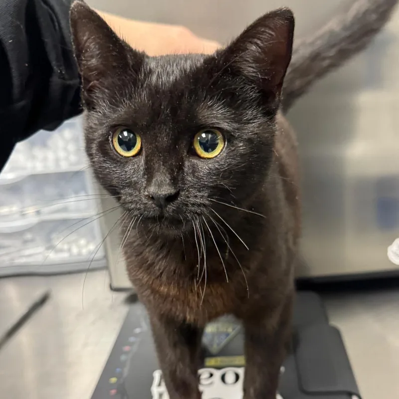 A young small-sized female Black Domestic Short Hair cat named Keeler for adoption in Greenville, SC