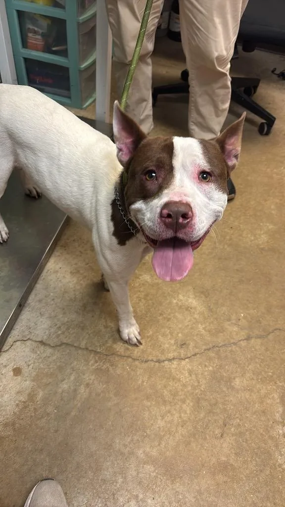 A young large-sized male American Staffordshire Terrier dog named Bo for adoption in New Braunfels, TX