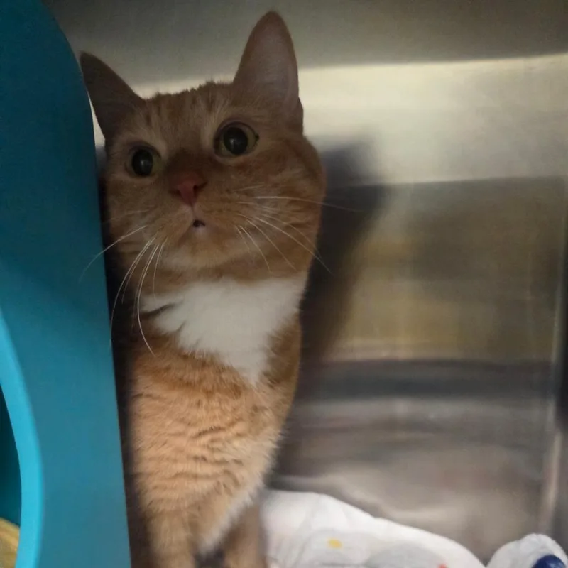 A senior large-sized female Orange / Red Domestic Short Hair cat named Mae Mae for adoption in Spokane, WA