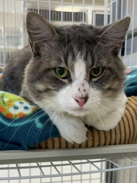 A young large-sized male Domestic Medium Hair cat named Arthur for adoption in Naples, FL