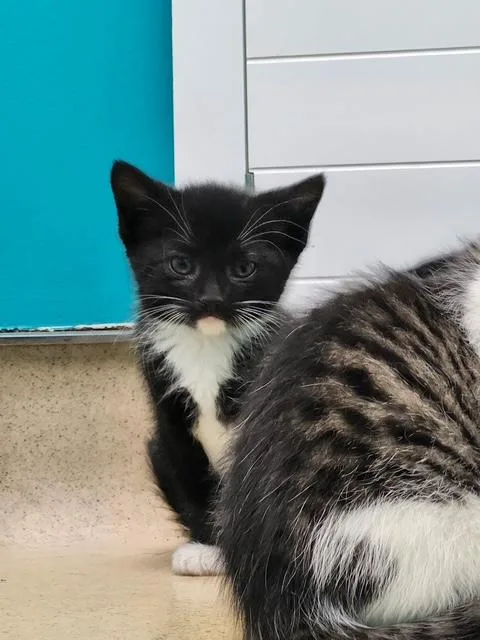 A baby medium-sized female Black & White / Tuxedo Domestic Short Hair cat named Lana for adoption in Reynoldsburg, OH