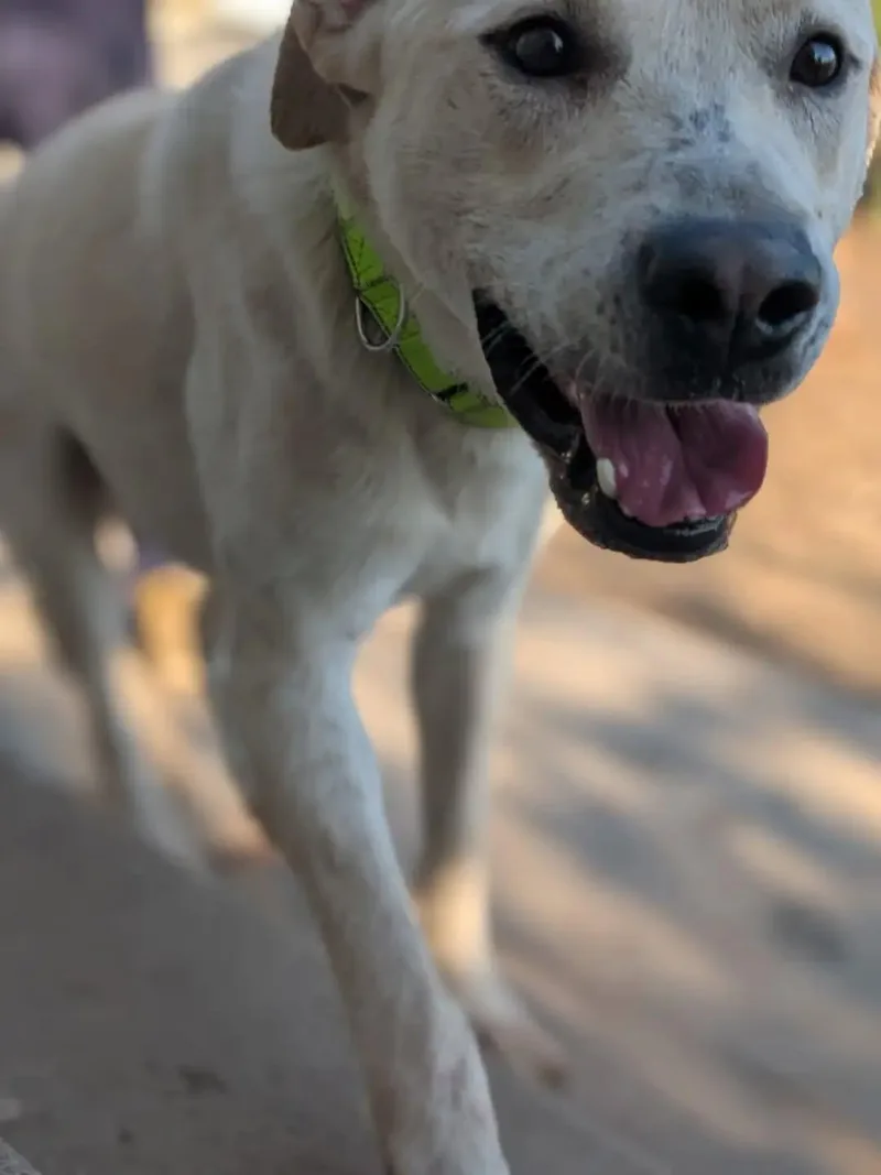 A young large-sized male White / Cream Great Pyrenees dog named Doc for adoption in Santaquin, UT