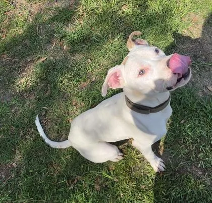 A young medium-sized male Terrier dog named Giraffe for adoption in Conway, SC