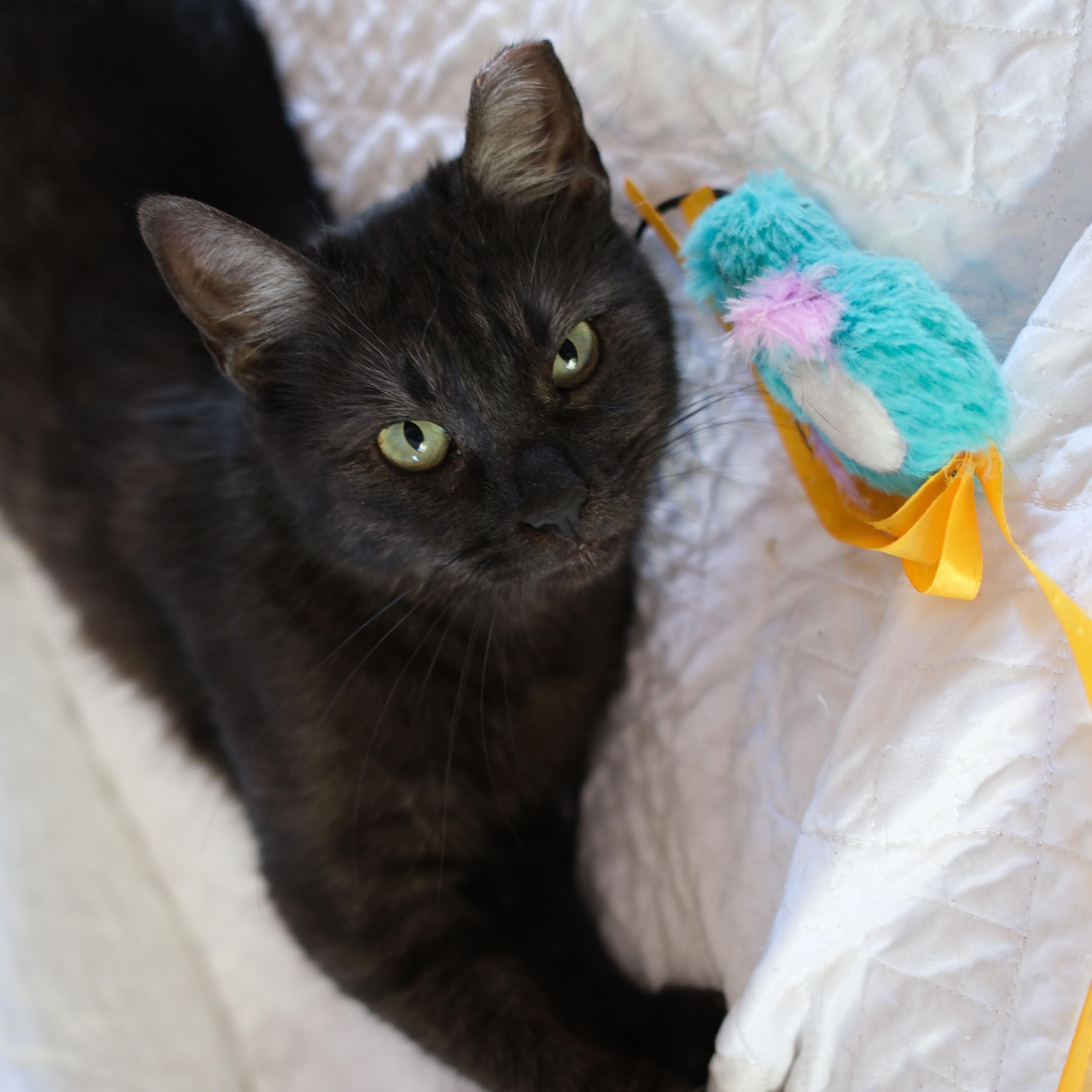 An adult medium-sized female Black Domestic Short Hair cat named Echo for adoption in Union City, CA
