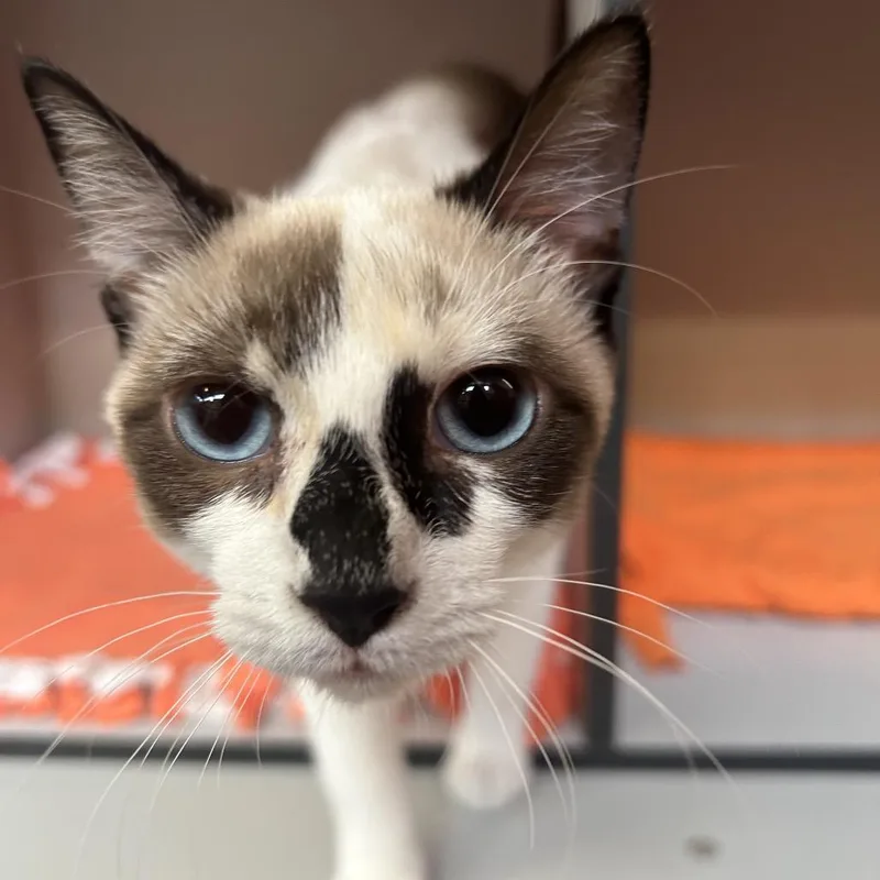 A young medium-sized female Calico Siamese cat named Willow for adoption in Sarasota, FL