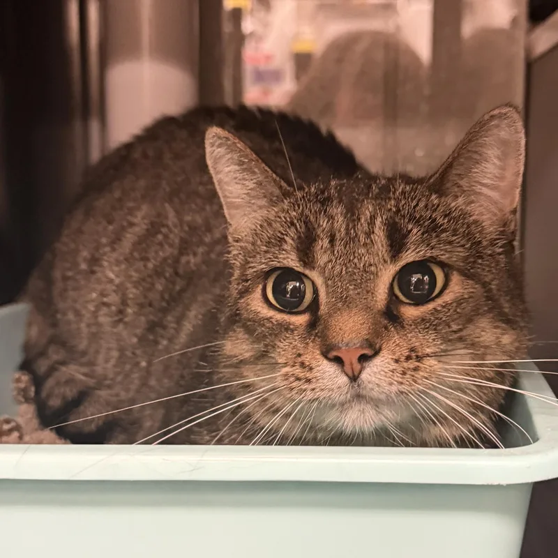 An adult medium-sized female Domestic Short Hair cat named Bean for adoption in Kearney, NE