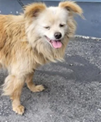 An adult medium-sized female Pomeranian dog named Jewel for adoption in Los Angeles, CA
