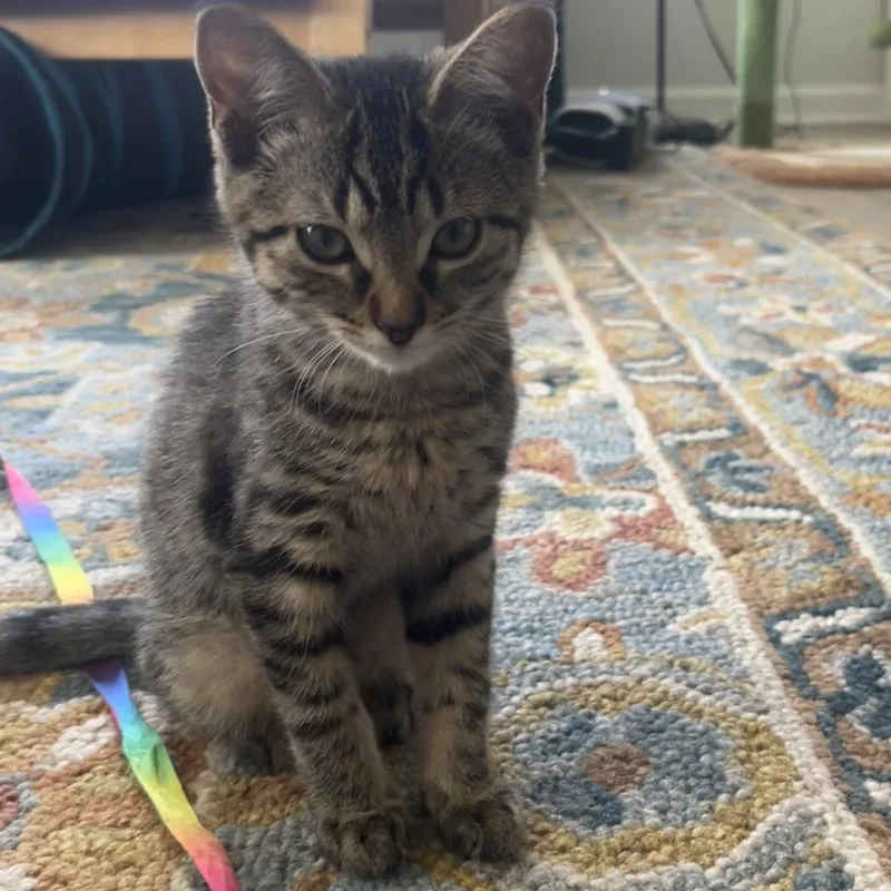 A baby small-sized female Brown / Chocolate Domestic Short Hair cat named Fable C for adoption in Minnetonka, MN