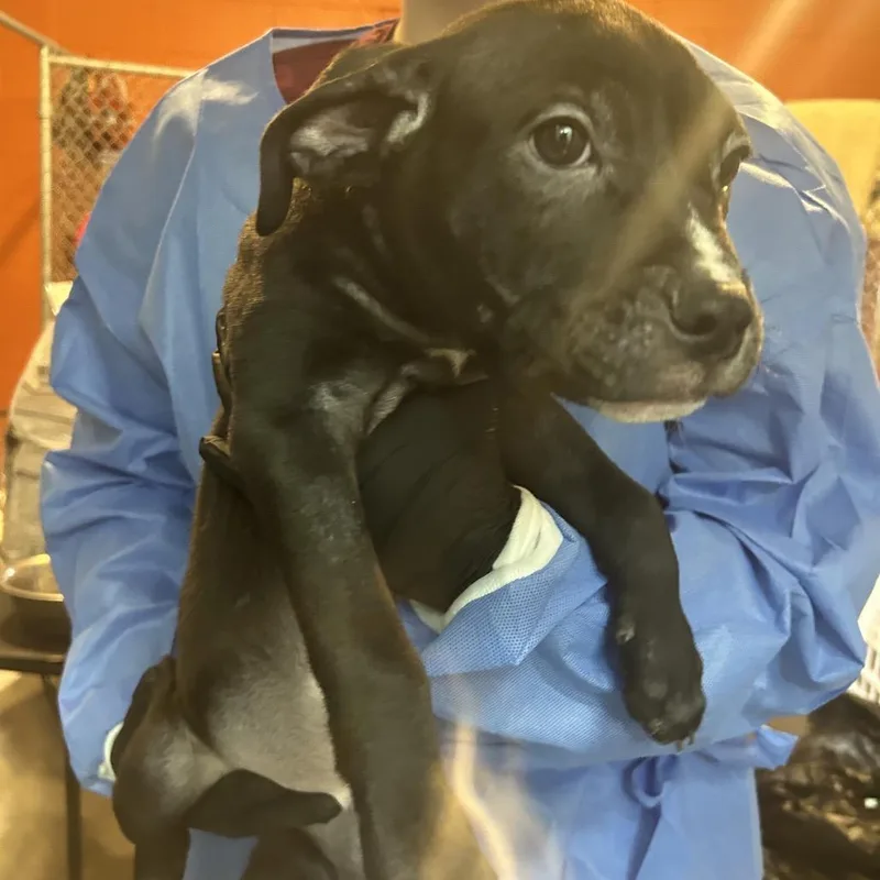 Zebra Cake thumbnail 2