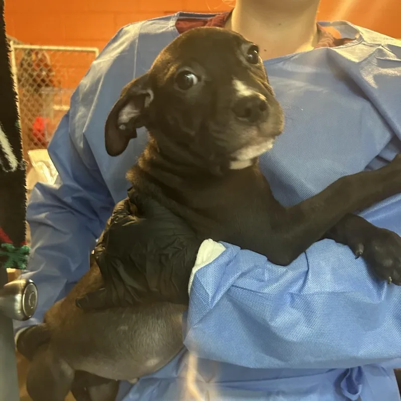 Zebra Cake thumbnail 3