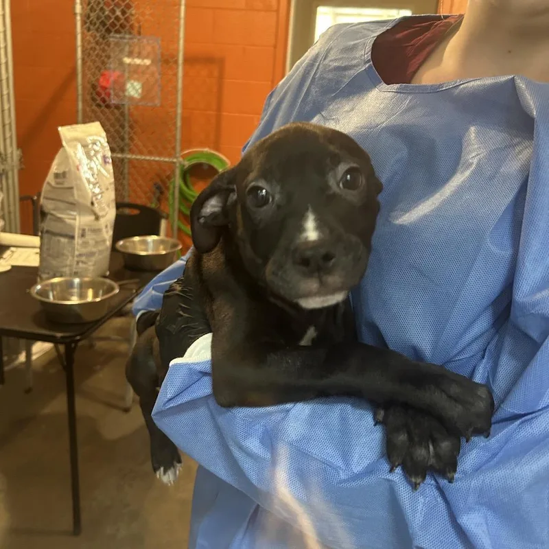 Zebra Cake thumbnail 4