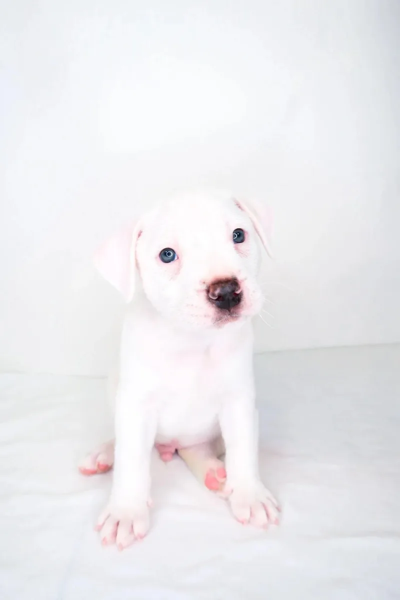 A baby medium-sized male White / Cream Pit Bull Terrier dog named Odie for adoption in Bixby, OK