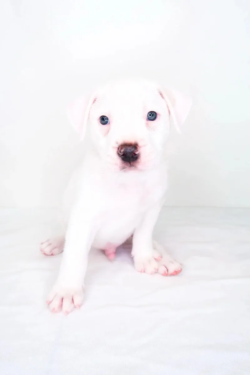 Odie thumbnail 2
