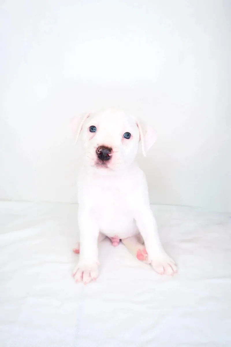 Odie thumbnail 3