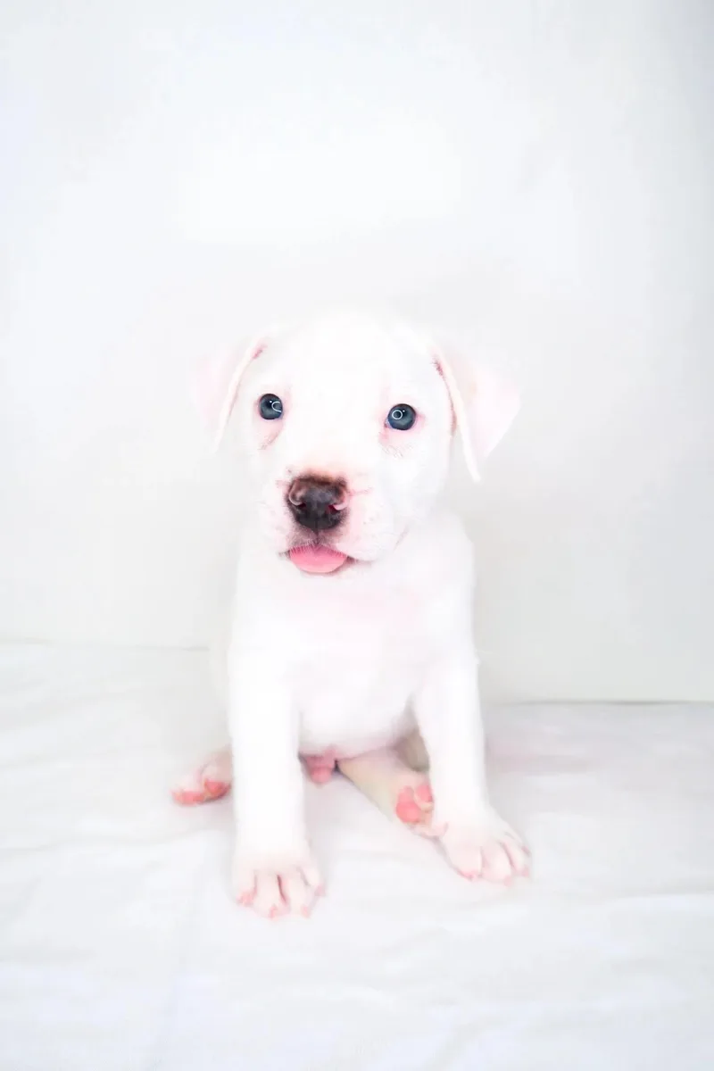 Odie thumbnail 4