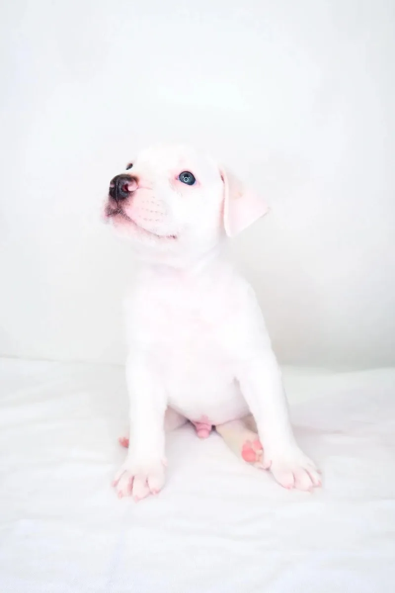 Odie thumbnail 5