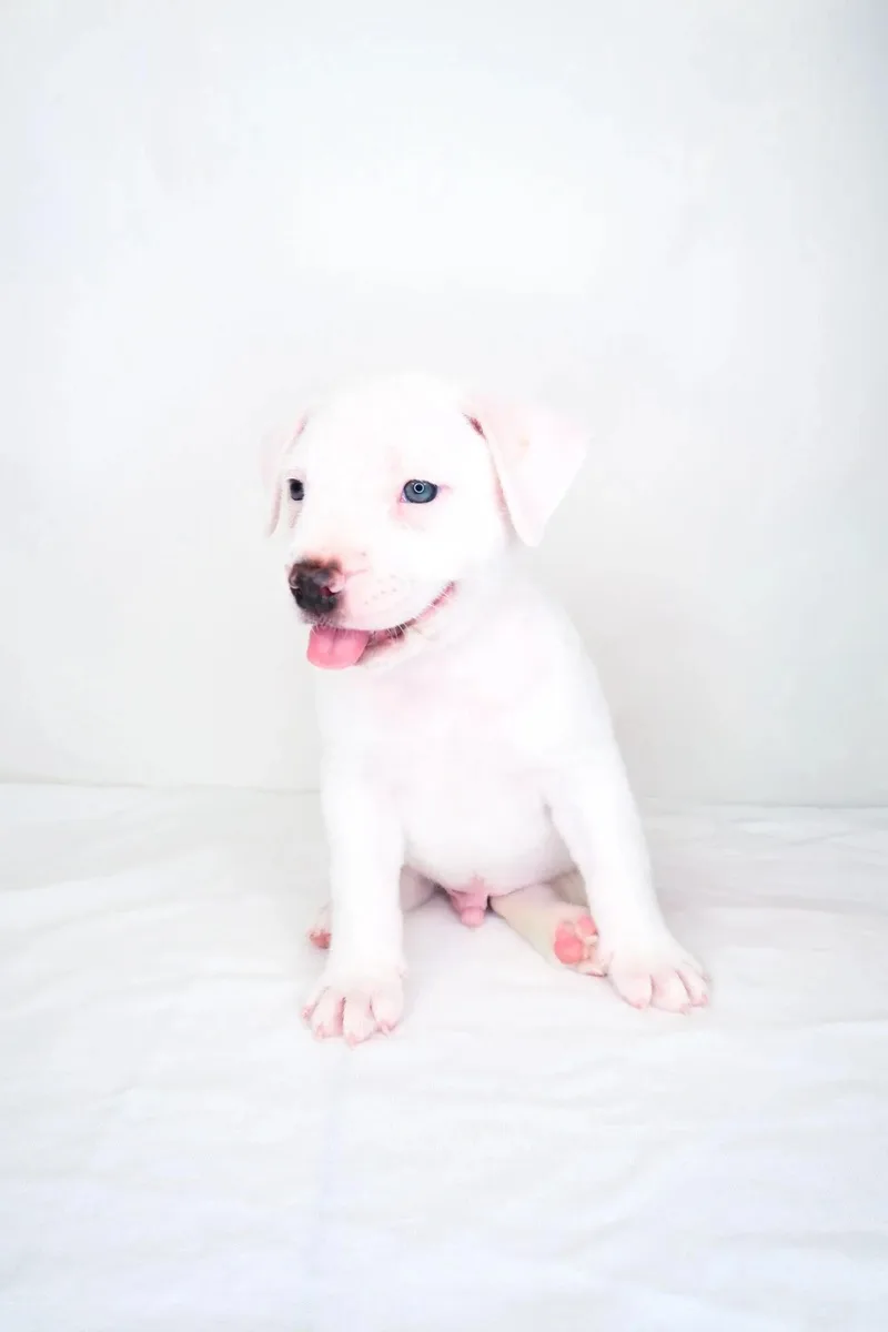 Odie thumbnail 6