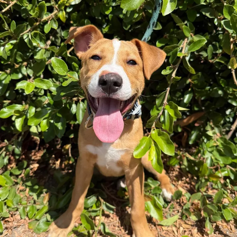 A baby small-sized female Yellow / Tan / Blond / Fawn Shepherd dog named Mona for adoption in Santa Barbara, CA