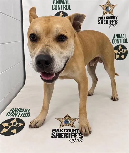 An adult medium-sized male American Bulldog dog named Spencer for adoption in Winter Haven, FL