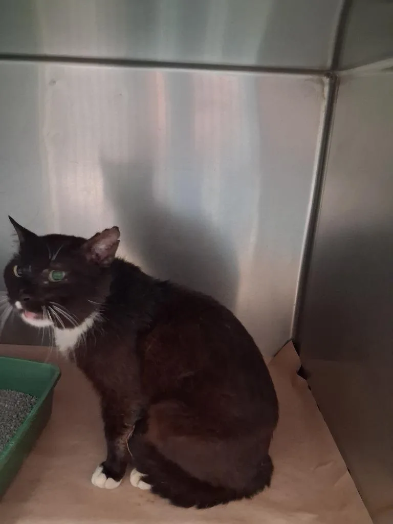 A young large-sized male Domestic Short Hair cat named Lex for adoption in Cartersville , GA