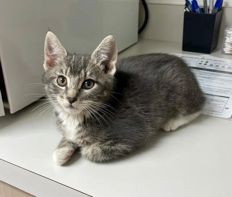 A baby medium-sized female Tabby (Gray / Blue / Silver) Tabby cat named Miranda for adoption in Pasco, WA