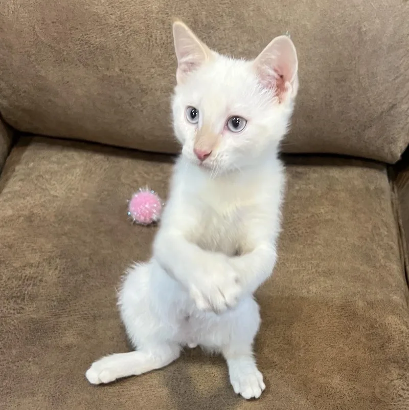 A baby small-sized male Domestic Short Hair cat named Burns Ehlers for adoption in Morrison, CO