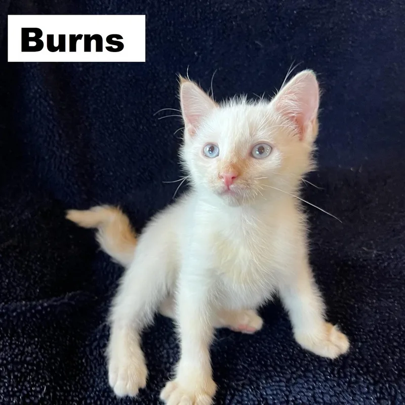 Burns Ehlers thumbnail 5