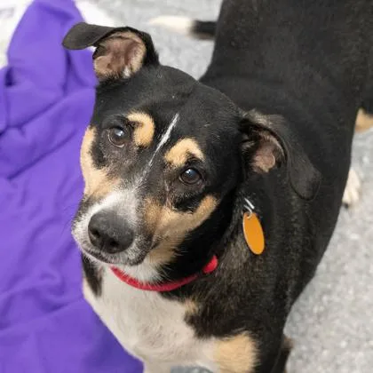 An adult medium-sized female Black Chihuahua dog named Onyx for adoption in Atlanta, GA