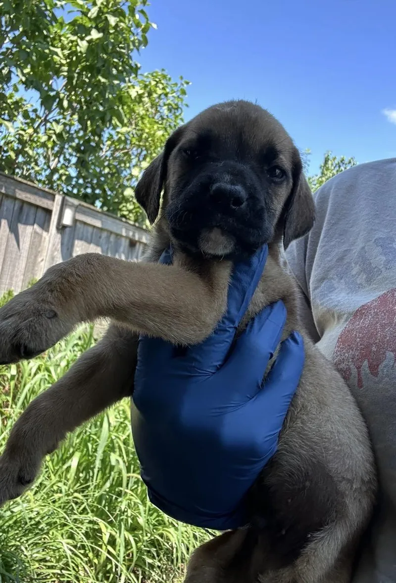 A baby medium-sized male Black Golden Retriever dog named Matcha for adoption in Wonder Lake, IL