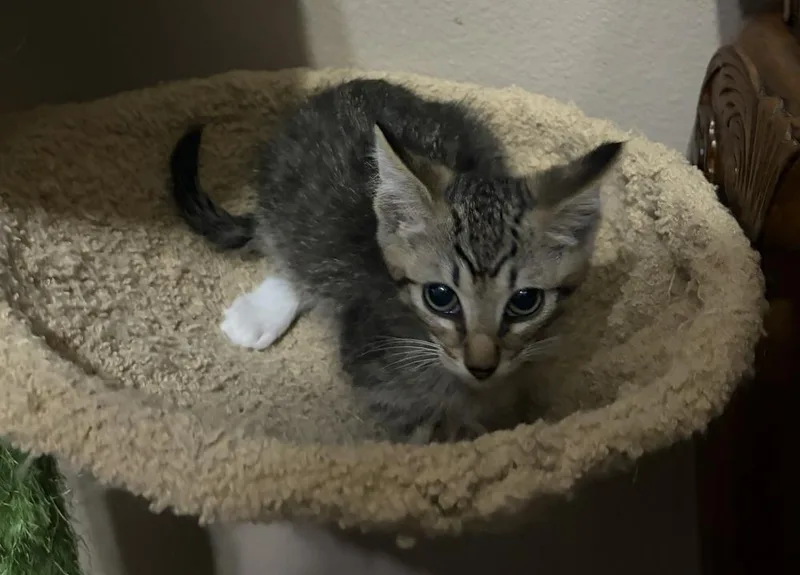 A baby small-sized male Domestic Short Hair cat named Moondust for adoption in Orlando, FL